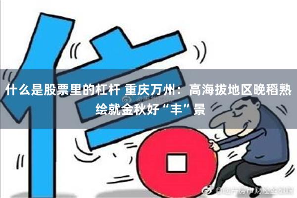 什么是股票里的杠杆 重庆万州：高海拔地区晚稻熟 绘就金秋好“丰”景