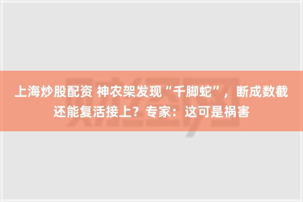 上海炒股配资 神农架发现“千脚蛇”，断成数截还能复活接上？专家：这可是祸害